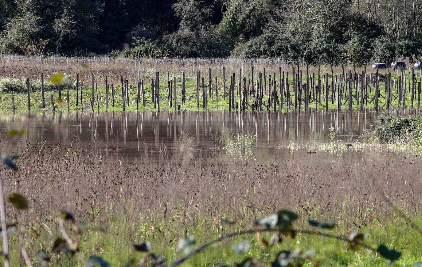 Las lluvias de las últimas horas han provocado el desbordamiento del río Nalón en varios de sus tramos, como Pravia. El agua, que alcanza la carretera AS-16, ha anegado por completo varias huertas y plantaciones de kiwi.