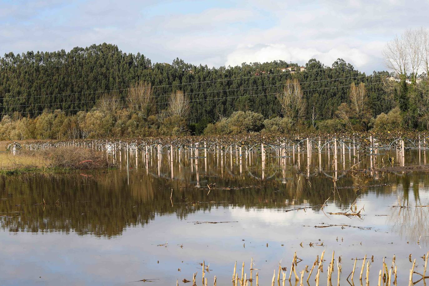 Las lluvias de las últimas horas han provocado el desbordamiento del río Nalón en varios de sus tramos, como Pravia. El agua, que alcanza la carretera AS-16, ha anegado por completo varias huertas y plantaciones de kiwi.