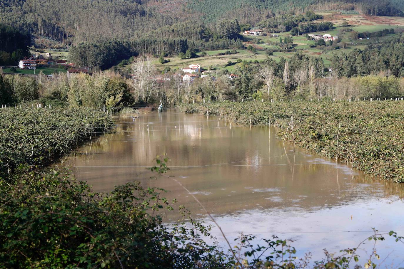 Las lluvias de las últimas horas han provocado el desbordamiento del río Nalón en varios de sus tramos, como Pravia. El agua, que alcanza la carretera AS-16, ha anegado por completo varias huertas y plantaciones de kiwi.