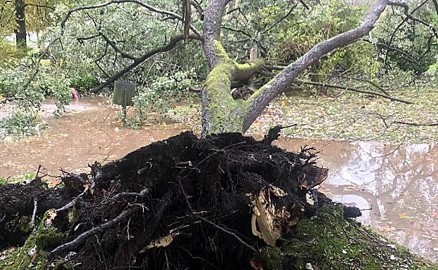Árbol caído, en el Parque de Isabel la Católica.