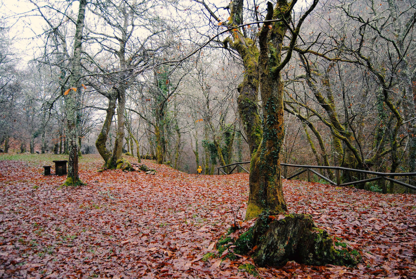 De Oriente a Occidente, entre playas y montañas, estas son algunas de las mejores escenas presentadas al concurso de fotografía 'Escenas de Asturias' de EL COMERCIO con el patrocinio de El Gaitero 