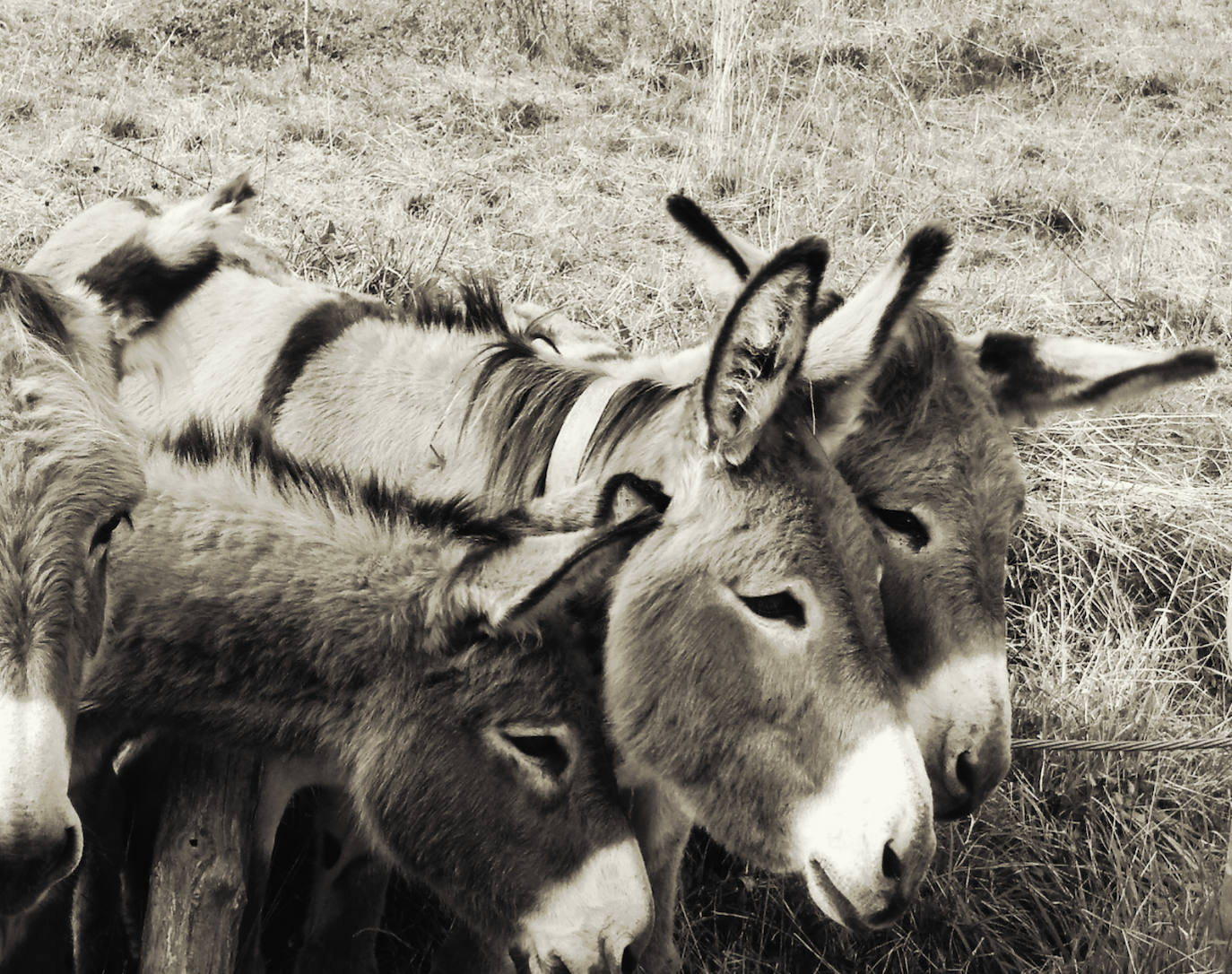 De Oriente a Occidente, entre playas y montañas, estas son algunas de las mejores escenas presentadas al concurso de fotografía 'Escenas de Asturias' de EL COMERCIO con el patrocinio de El Gaitero 