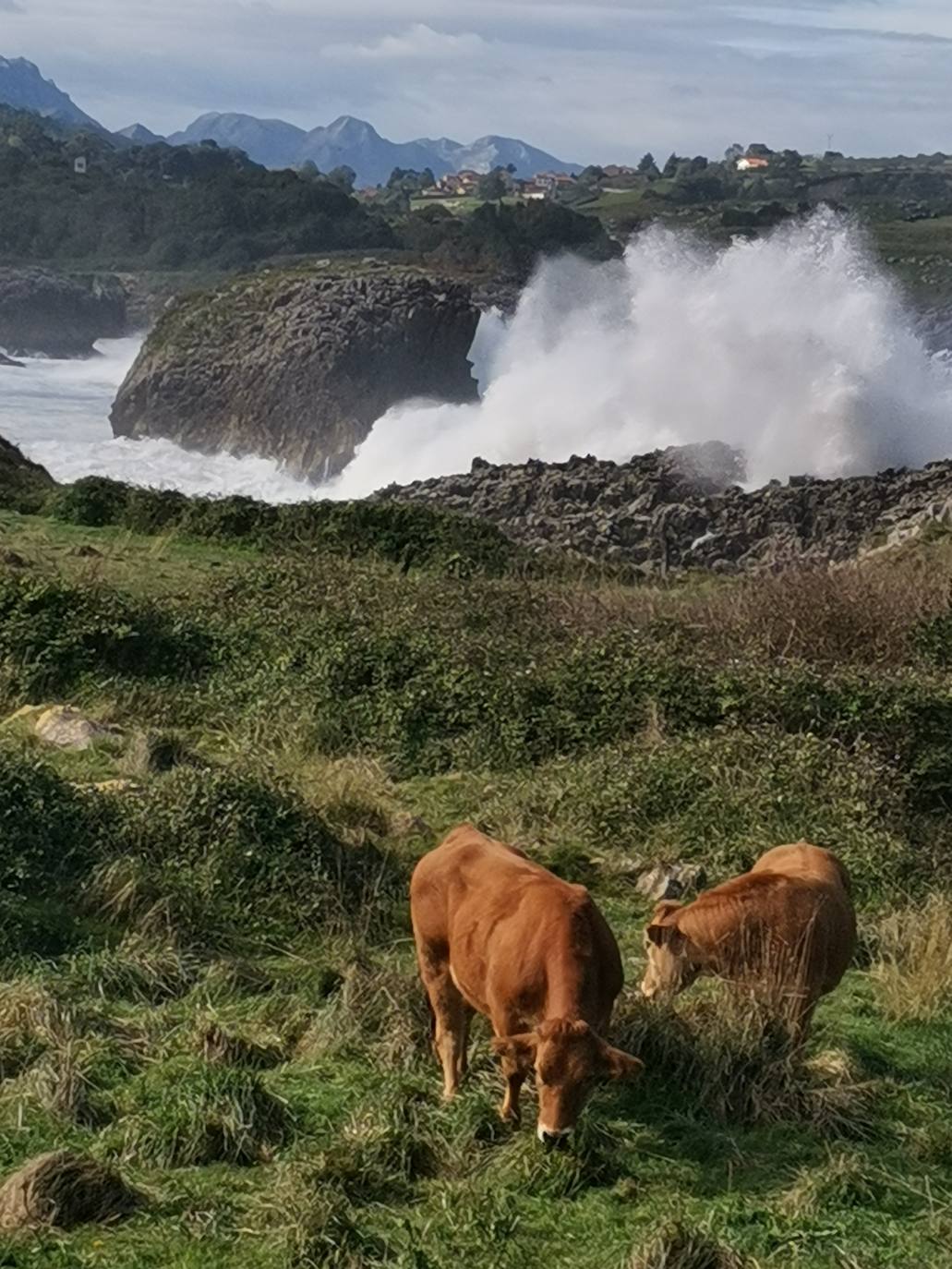 De Oriente a Occidente, entre playas y montañas, estas son algunas de las mejores escenas presentadas al concurso de fotografía 'Escenas de Asturias' de EL COMERCIO con el patrocinio de El Gaitero 