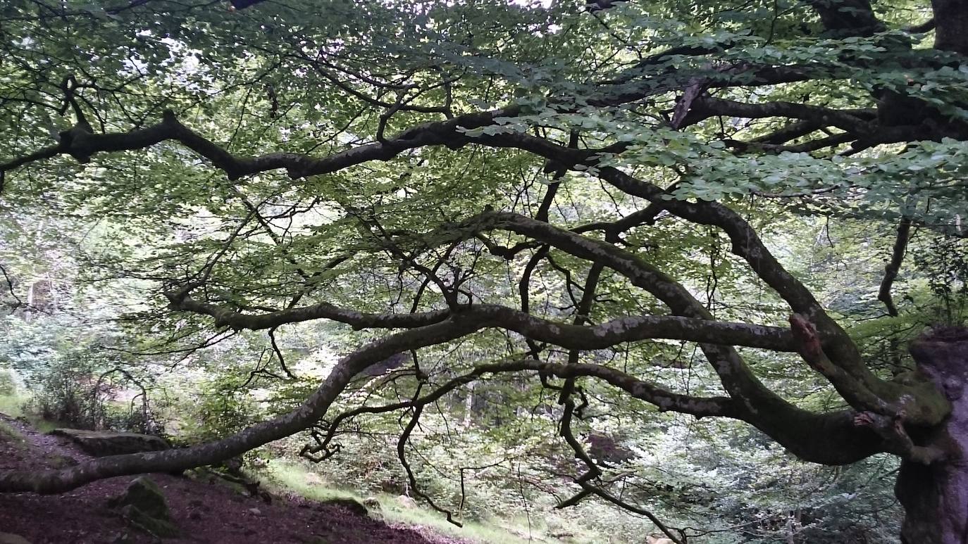 De Oriente a Occidente, entre playas y montañas, estas son algunas de las mejores escenas presentadas al concurso de fotografía 'Escenas de Asturias' de EL COMERCIO con el patrocinio de El Gaitero 