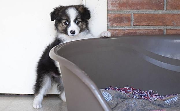 Se busca casa para 'Carla', abandonada en una caja de cartón en Oviedo