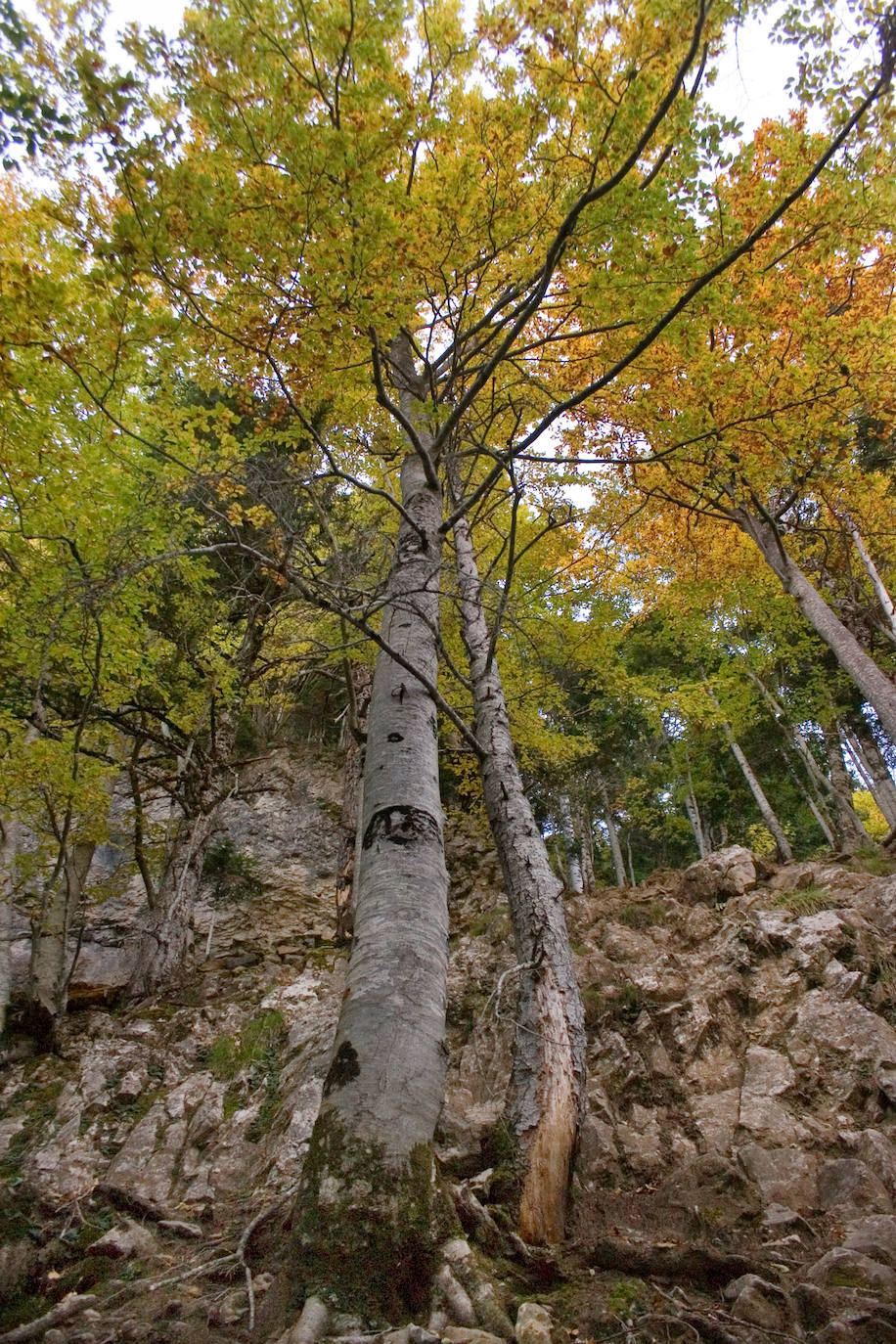 Las hayas en otoño.