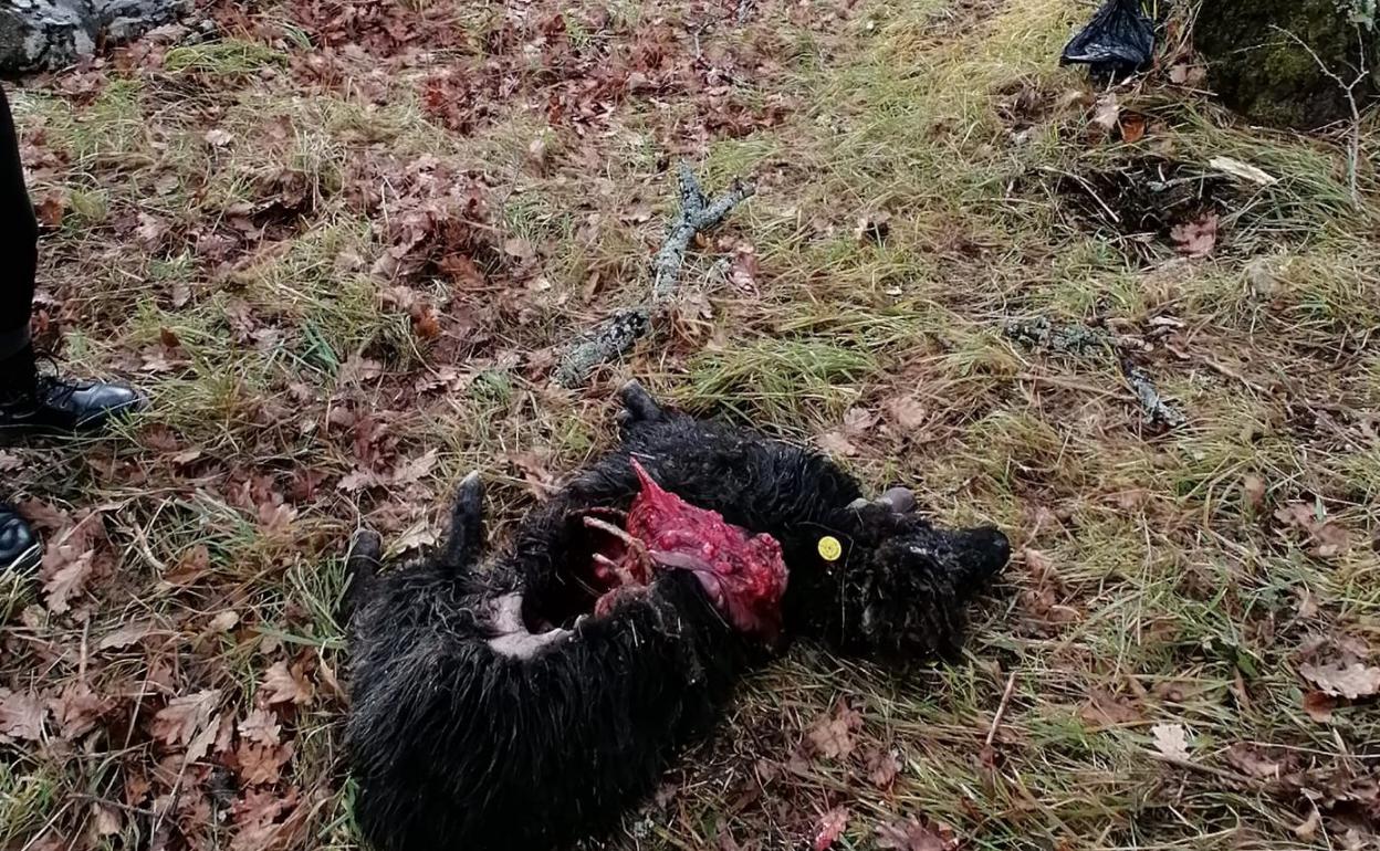 Cadáver del animal atacado ayer en las proximidades de Sotres. 