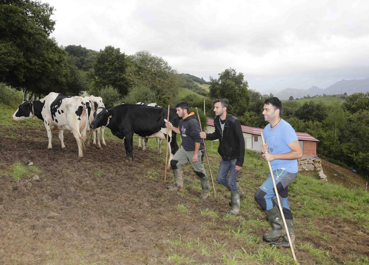 Los jóvenes Ignacio Rodríguez, Daniel Elola y Francisco Javier Carbajal, que se unieron en un proyecto ganadero en Onís. 