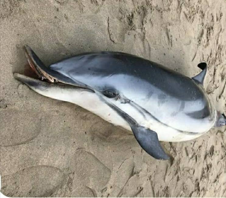 Ejemplar de delfín que apareció esta mañana en la playa de Salinas