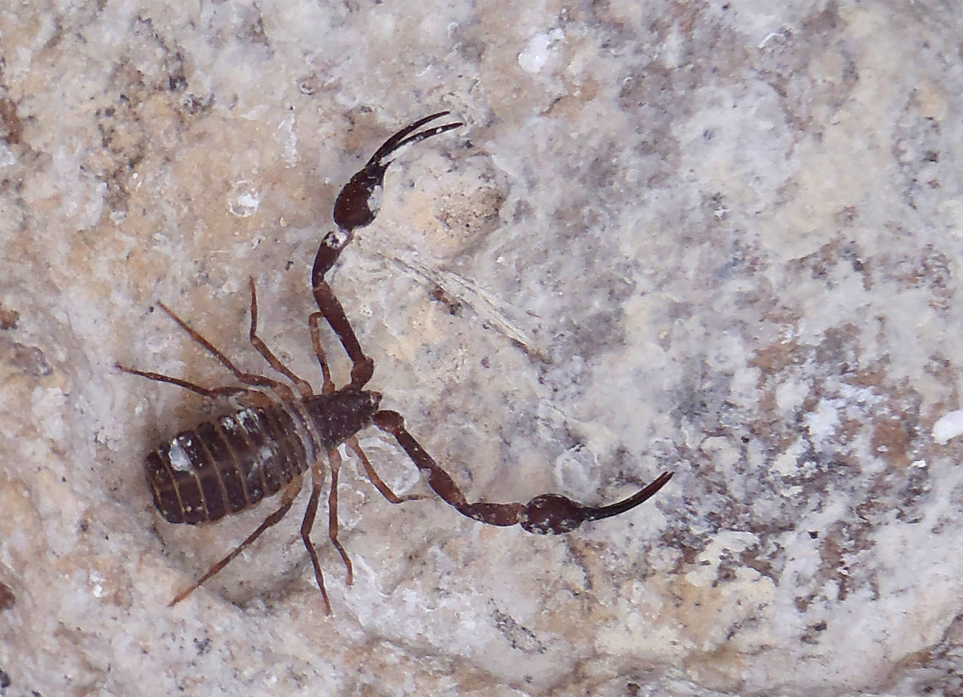  PSEUDOESCORPIÓN GIGANTE: el pseudoescorpión más grande del mundo ha entrado en la Lista Roja como especie 'En Peligro Crítico'. Alcanzando 1,5 cm, esta mini-bestia gigante relacionada con los escorpiones vive en un islote de 5 hectáreas frente al Territorio británico de Ultramar de la isla de Ascensión. 