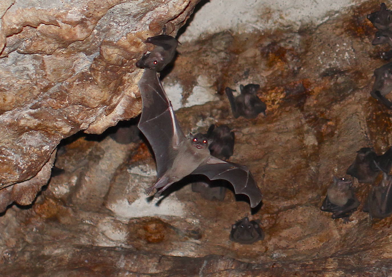  ROSETA DE MADAGASCAR: endémico de Madagascar e islas cercanas, este murciélago pasó de 'Casi Amenazado' a 'En Peligro' debido principalmente a la presión de la caza en las cuevas donde descansa. 