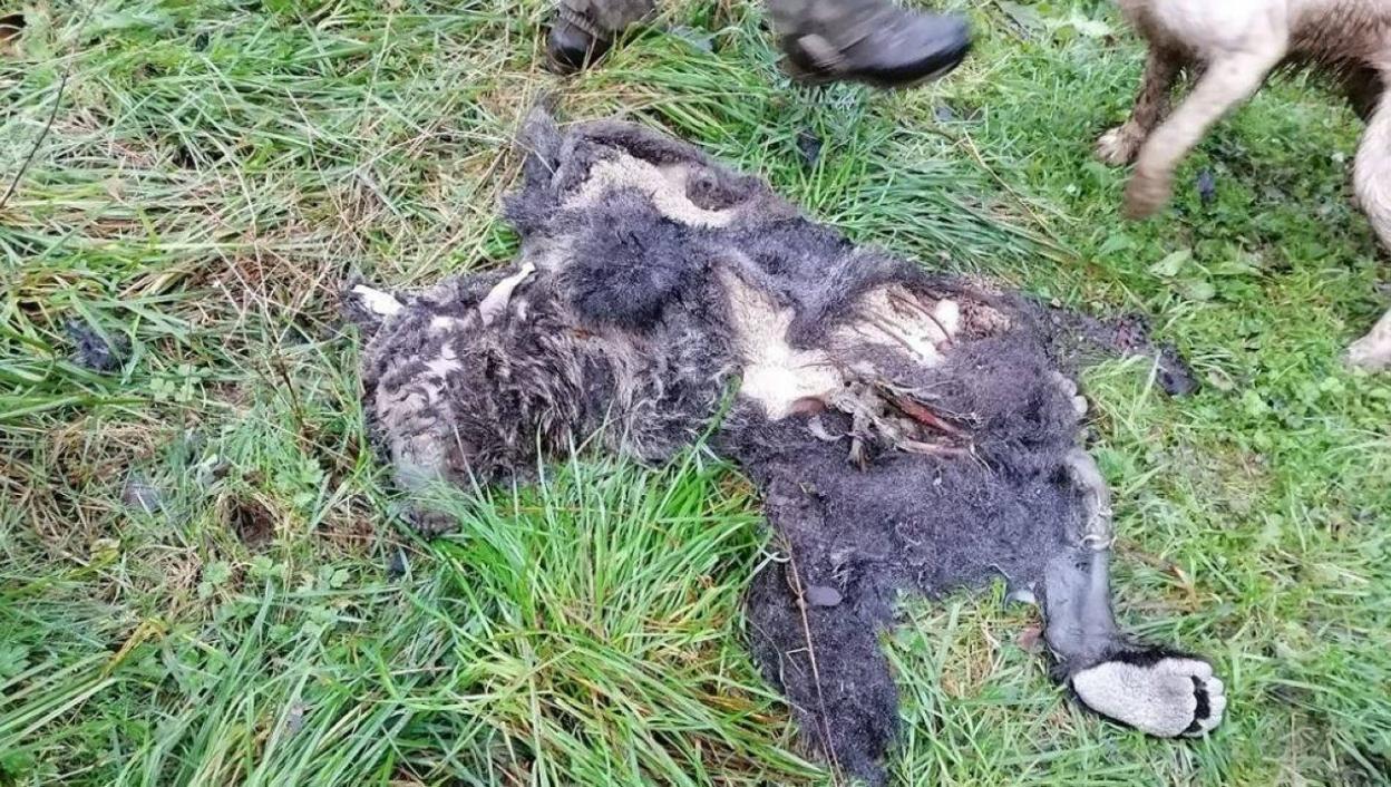 Restos del oso joven encontrado por unos cazadores en un coto de Santo Adriano. 