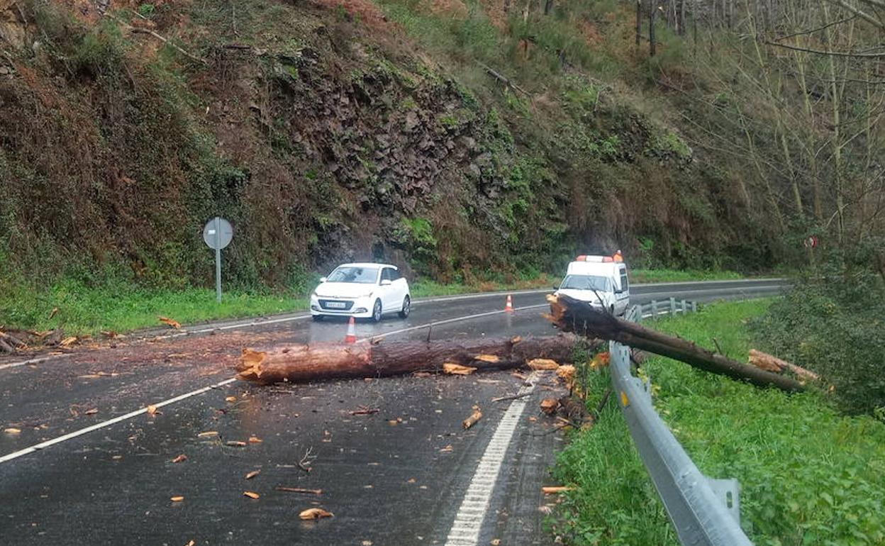 Un árbol cae sobre un coche en la AS-15 a la altura de Villanueva.