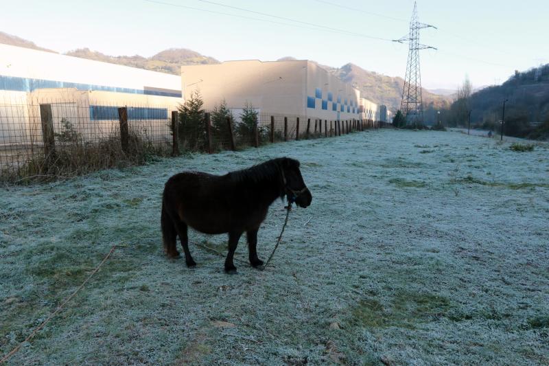 Asturias ha registrado heladas en las primeras horas de la mañana.