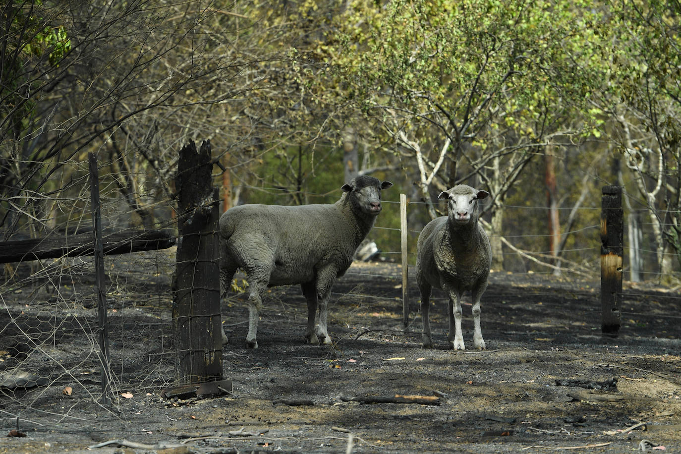 Los incendios han dejado este martes al menos dos muertos y cinco desaparecidos