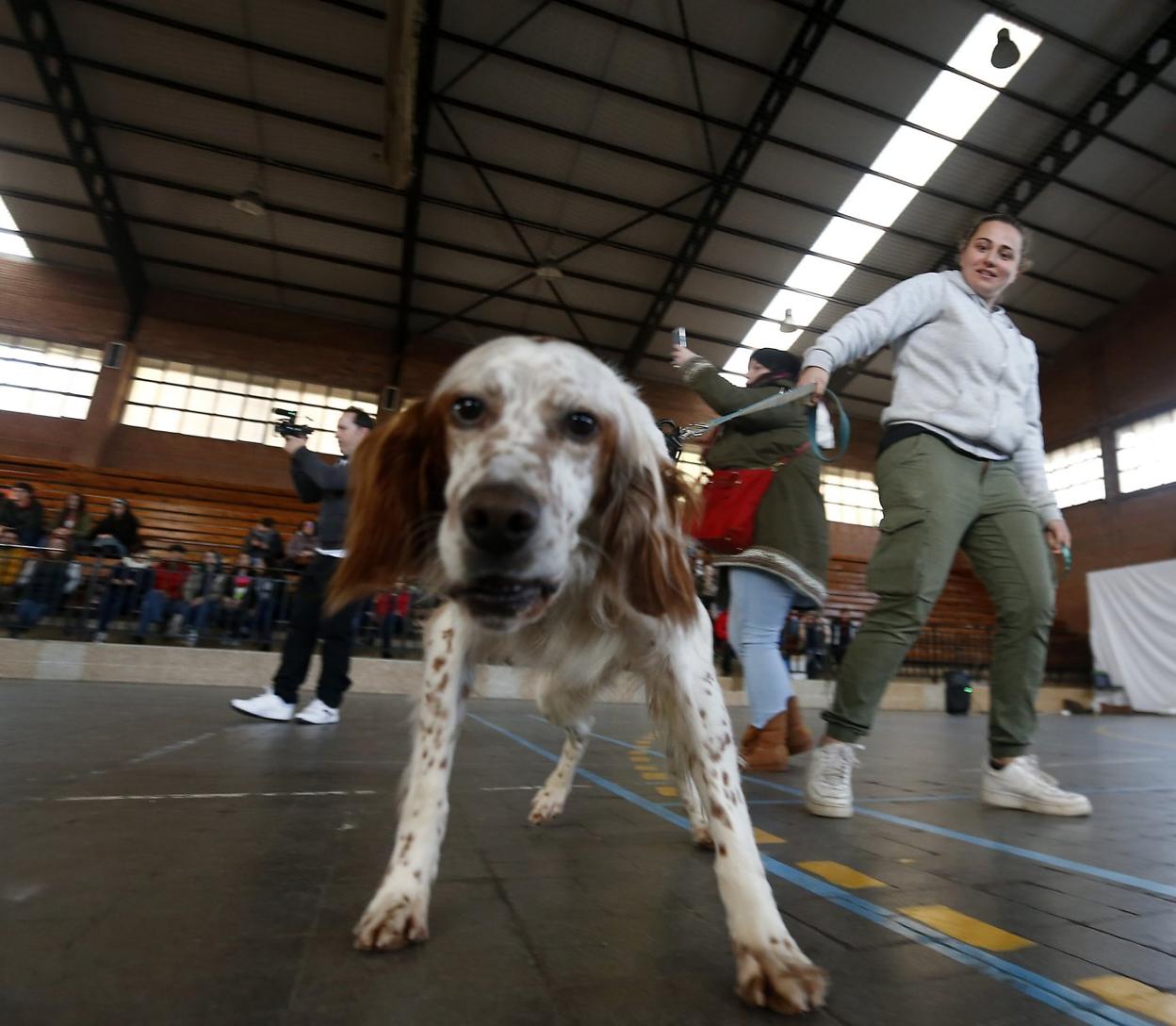 Uno de los canes que participó en el desfile. 