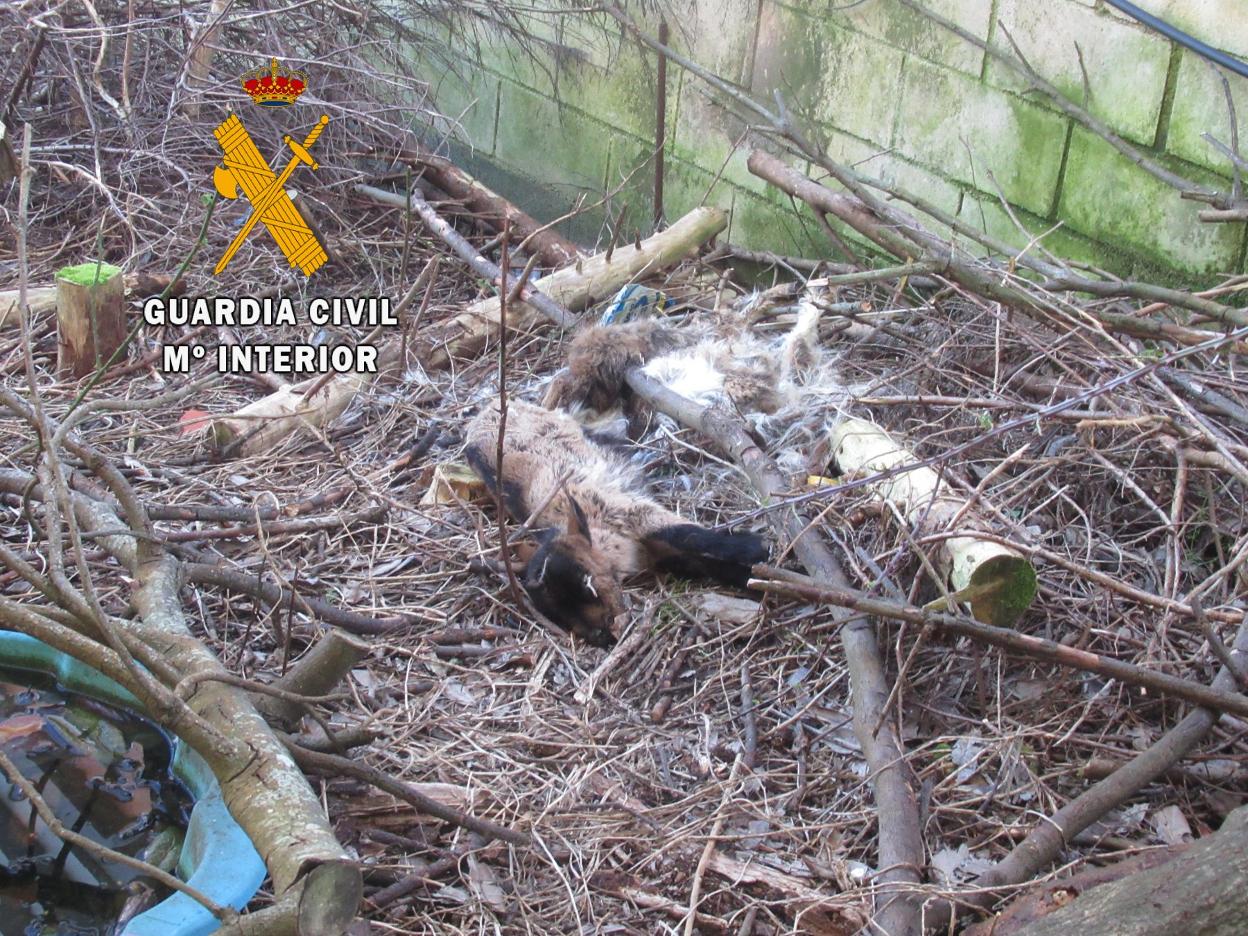 Cabras muertas en la finca. 