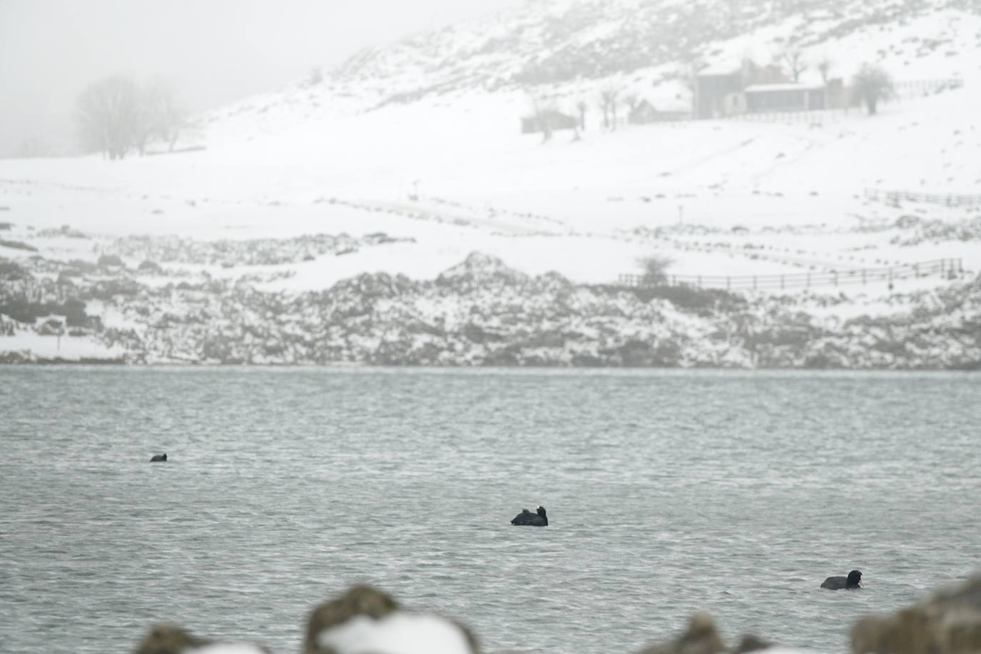 Muchas personas se decidieron a subir a los Lagos de Covadonga llamados por la nieve caída en la noche