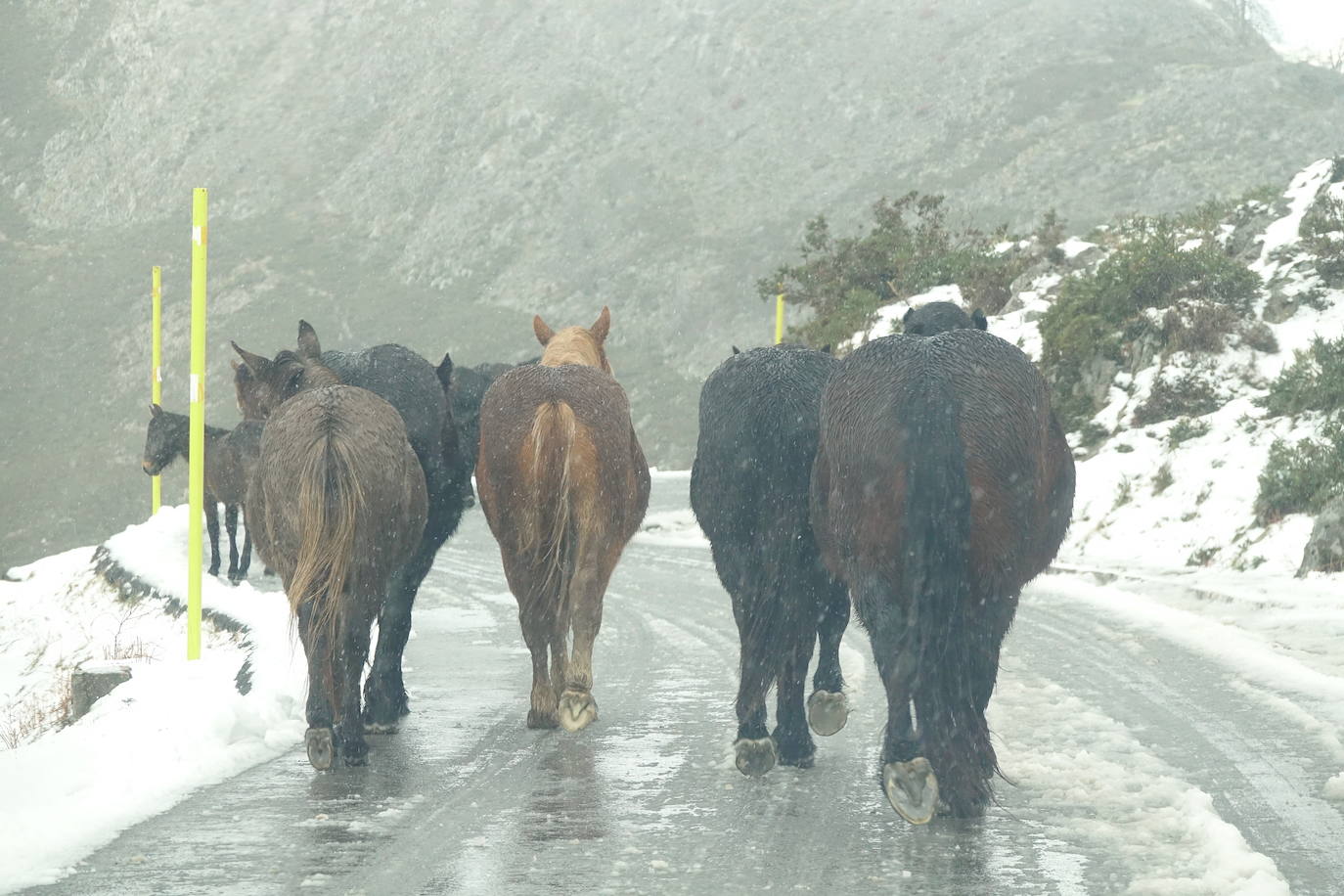 Muchas personas se decidieron a subir a los Lagos de Covadonga llamados por la nieve caída en la noche