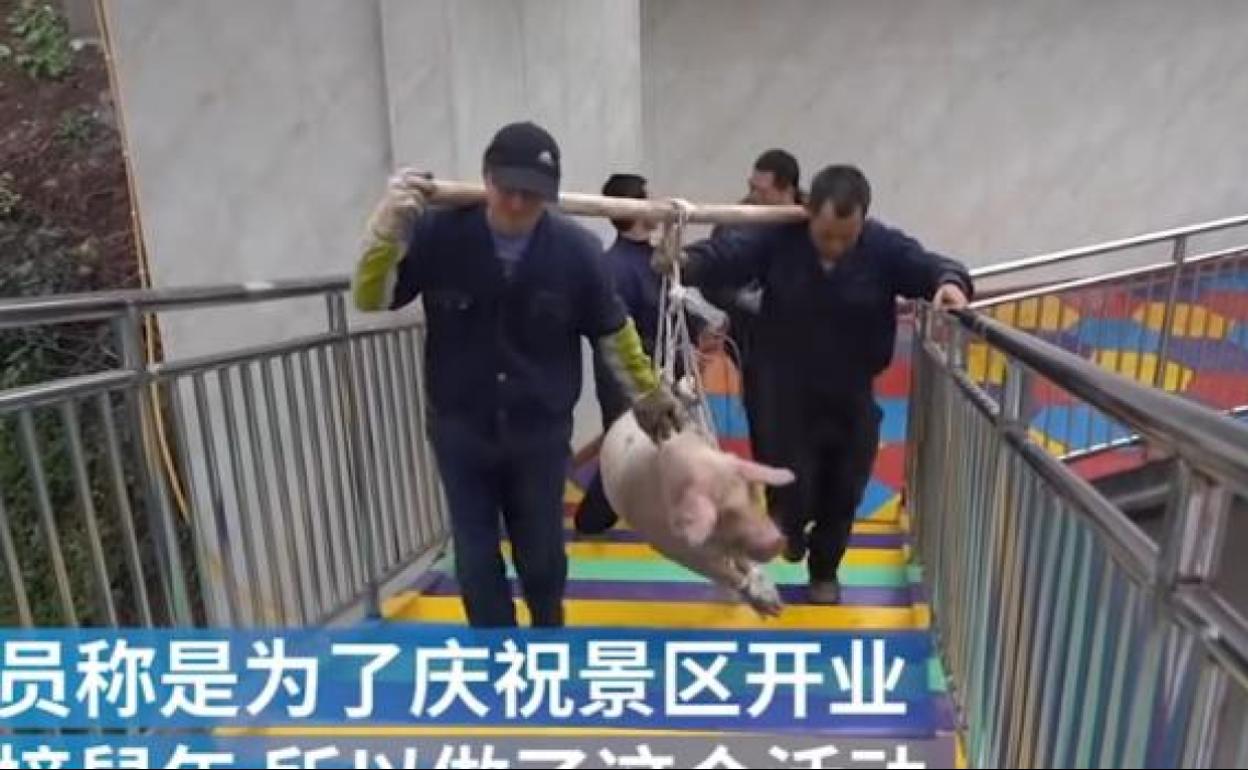 Obligan a un cerdo a hacer 'puenting' en un parque temático de China