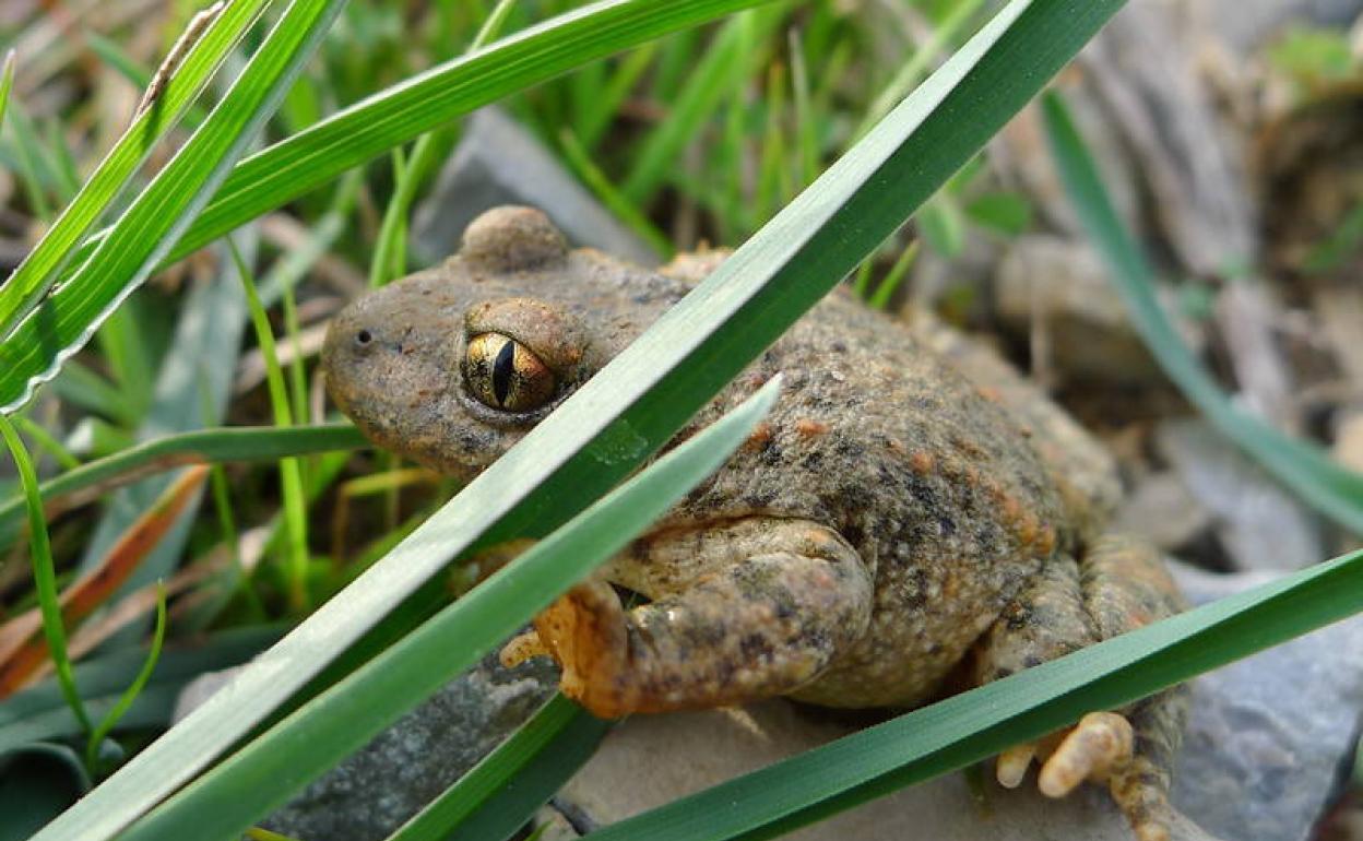 Las vibraciones de tráfico y los aerogeneradores perjudican a la reprodución del sapo en el parque de Somiedo. 