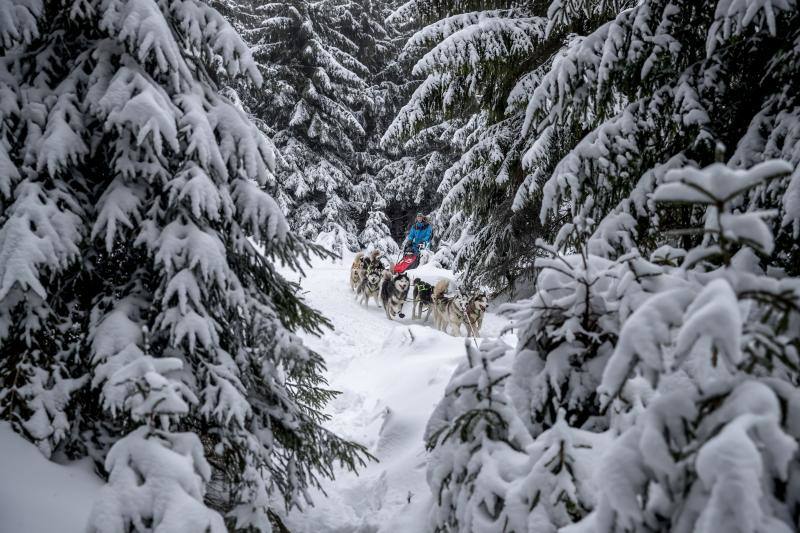 Alrededor de setecientos perros y más de cien 'mushers' han participado en la carrera 'Sedivackuv Long 2020', que se celebra entre el 21 y 25 de enero en Orlicke Mountain (República Checa). Se trata de la competición más larga del país en su categoría y una de las más duras de Europa. 