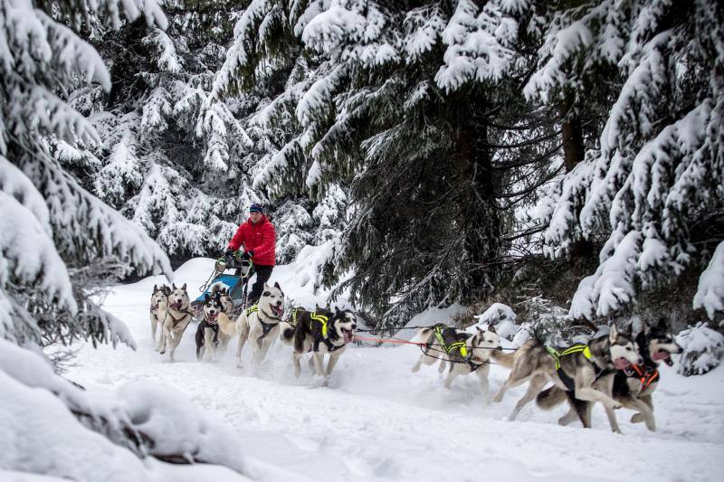 Alrededor de setecientos perros y más de cien 'mushers' han participado en la carrera 'Sedivackuv Long 2020', que se celebra entre el 21 y 25 de enero en Orlicke Mountain (República Checa). Se trata de la competición más larga del país en su categoría y una de las más duras de Europa. 