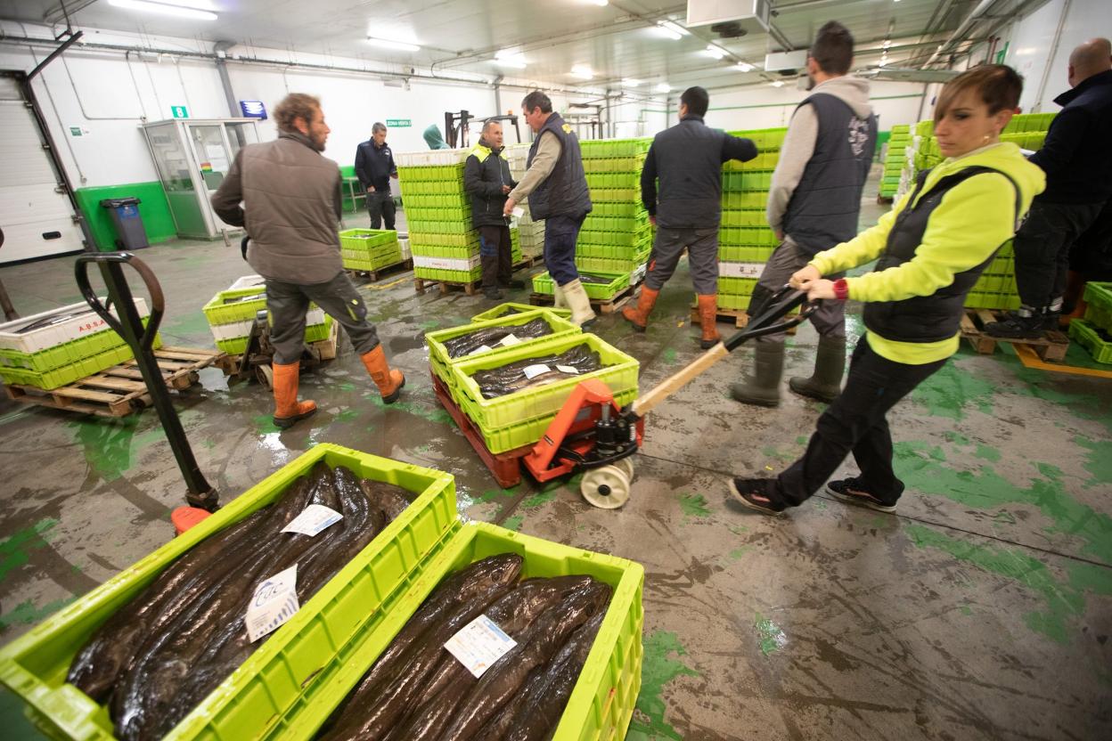 Movimiento de pescado en la rula avilesina. 