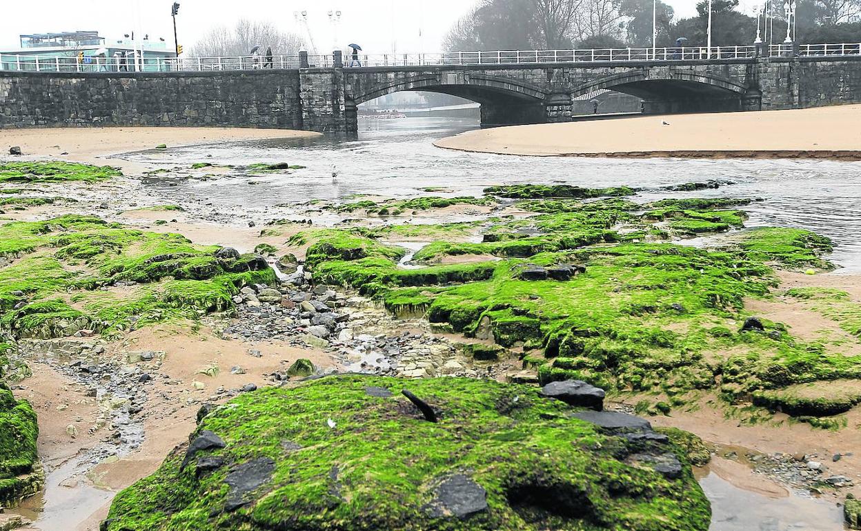 El Ayuntamiento de Gijón saneará la zona del Tostaderu para retirar la capa de algas en descomposición