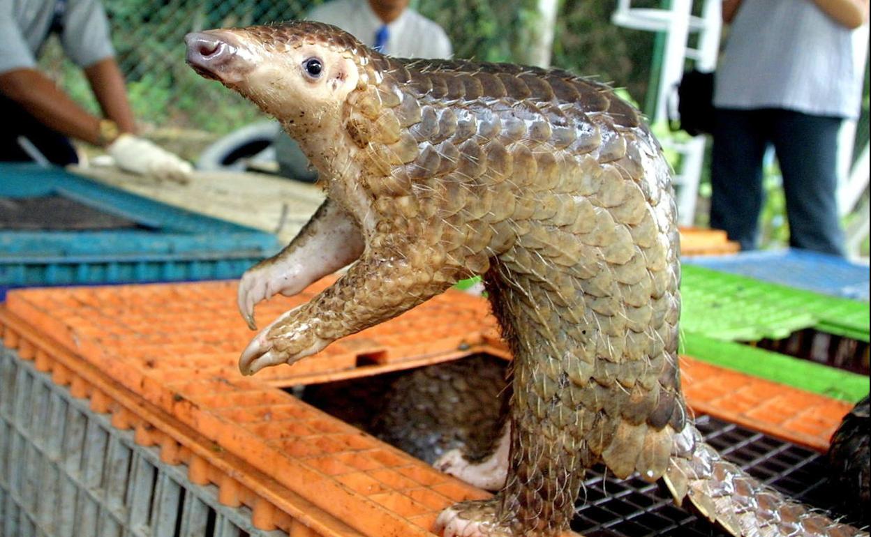El pangolín es una especie muy codiciada por los traficantes de animales salvajes y se comercializa ilegalmente. 