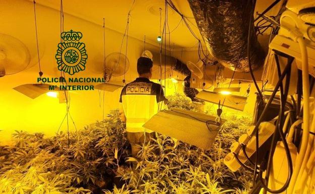 Plantación de cannabis, en el interior del laboratorio desmantelado. 