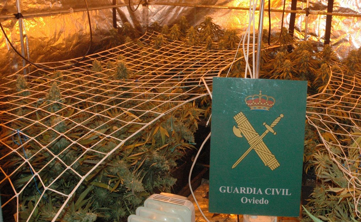 La plantación indoor de marihuana localizada en Pola de Lena. 