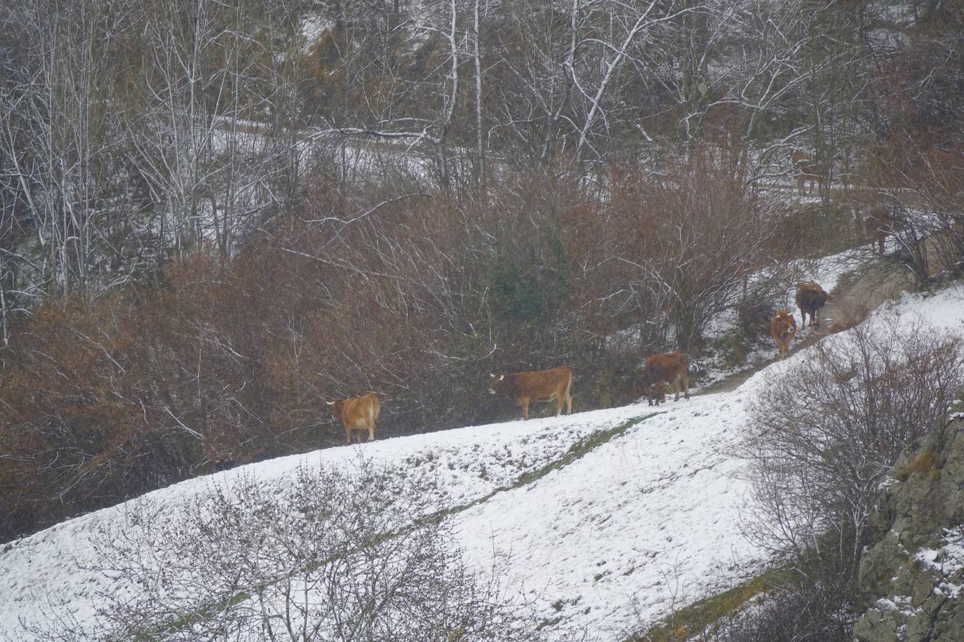 Asturias ha entrado en el mes de marzo bajo los efectos de la borrasca 'Karine', que ha desplomado la cota de nieve al entorno de los 700 metros, lo que ha complicado la circulación en puertos de montaña como Pajares. Ese manto blanco también dibuja paisajes únicos, como los que se pueden ver en los Lagos de Covadonga. En cotas más bajas, la lluvia es la protagonista de la jornada.