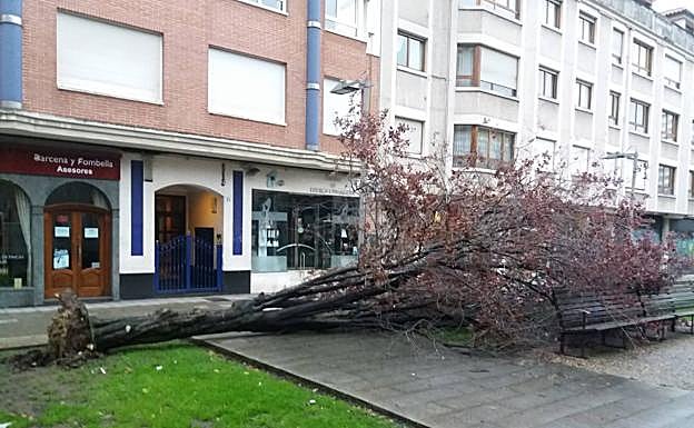Árbol caído en la plaza Europa de Gijón esta madrugada.