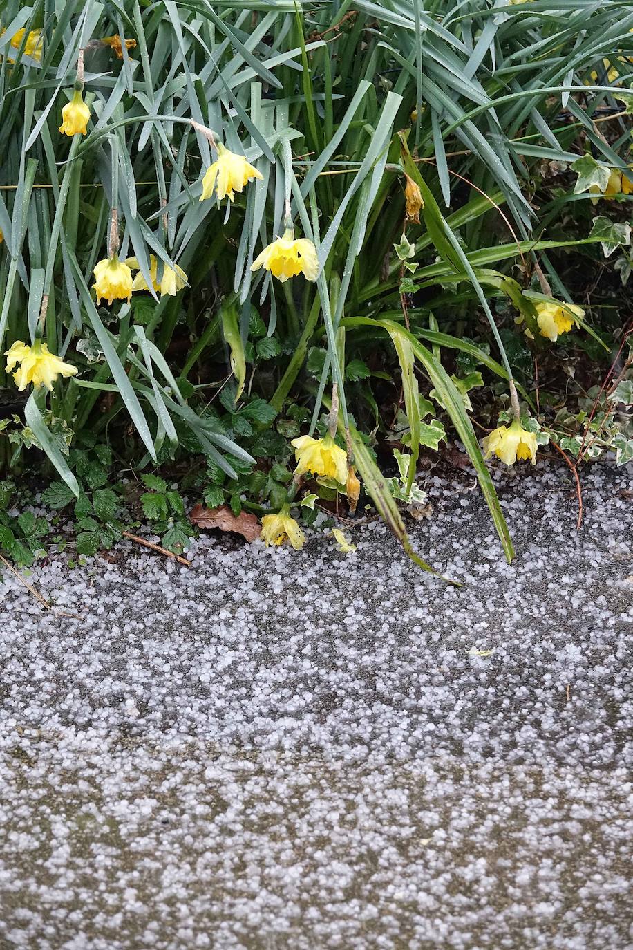 Cuando faltan días para la llegada de la primavera, Asturias vive jornadas de pleno invierno en las que la nieve, el granizo y fuertes vientos, que incluso han derribado árboles.