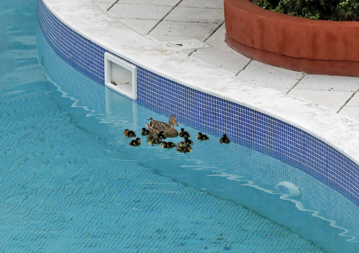 Una camada de patos tuvo que se rescatada este viernes en una urbanización de Viesques. Disfrutan de la piscina comunitaria mientras los vecinos permanecen confinados en sus casas. En el 'rescate' participaron agentes de la Policía Local. Fueron trasladados al parque.