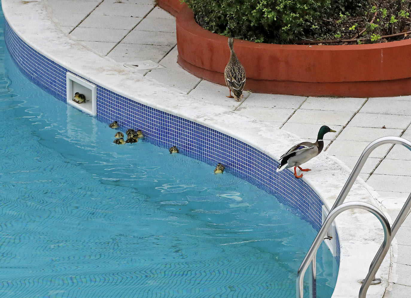 Una camada de patos tuvo que se rescatada este viernes en una urbanización de Viesques. Disfrutan de la piscina comunitaria mientras los vecinos permanecen confinados en sus casas. En el 'rescate' participaron agentes de la Policía Local. Fueron trasladados al parque.