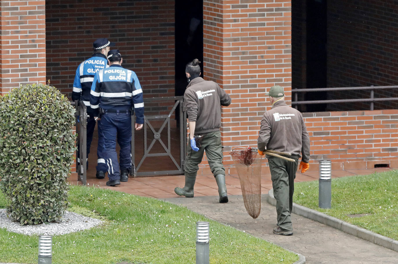 Una camada de patos tuvo que se rescatada este viernes en una urbanización de Viesques. Disfrutan de la piscina comunitaria mientras los vecinos permanecen confinados en sus casas. En el 'rescate' participaron agentes de la Policía Local. Fueron trasladados al parque.