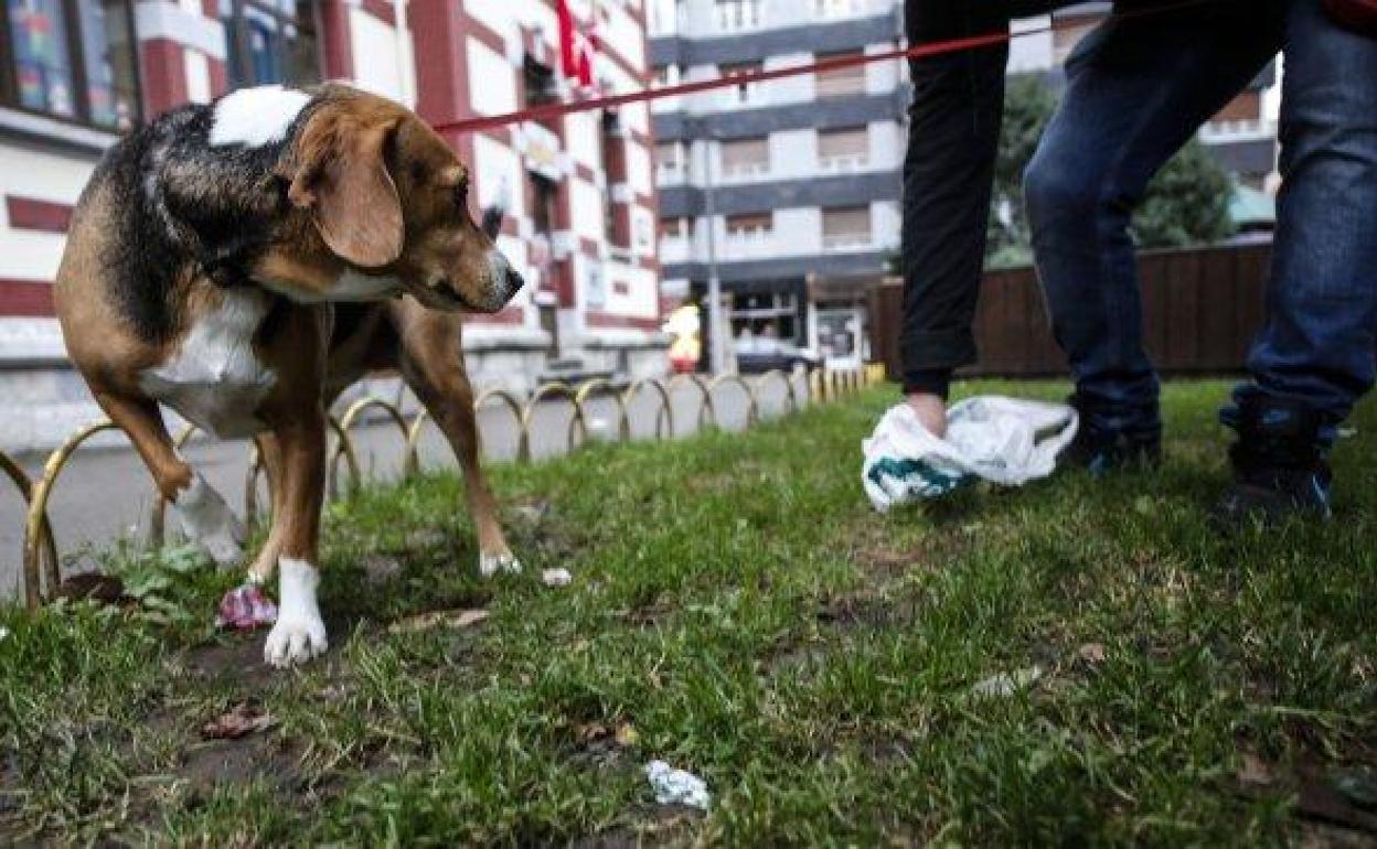 Un joven recoge los excrementos de su perro. 