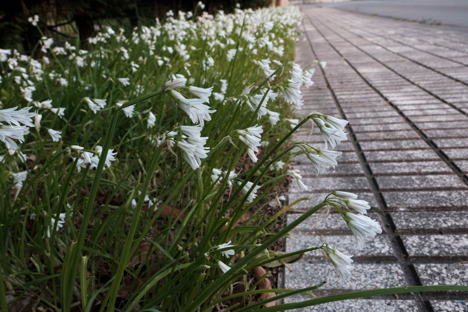 Te acercamos las imágenes de Asturias que este año apenas podemos disfrutar a causa de la terrible pandemia que azota nuestro país. 