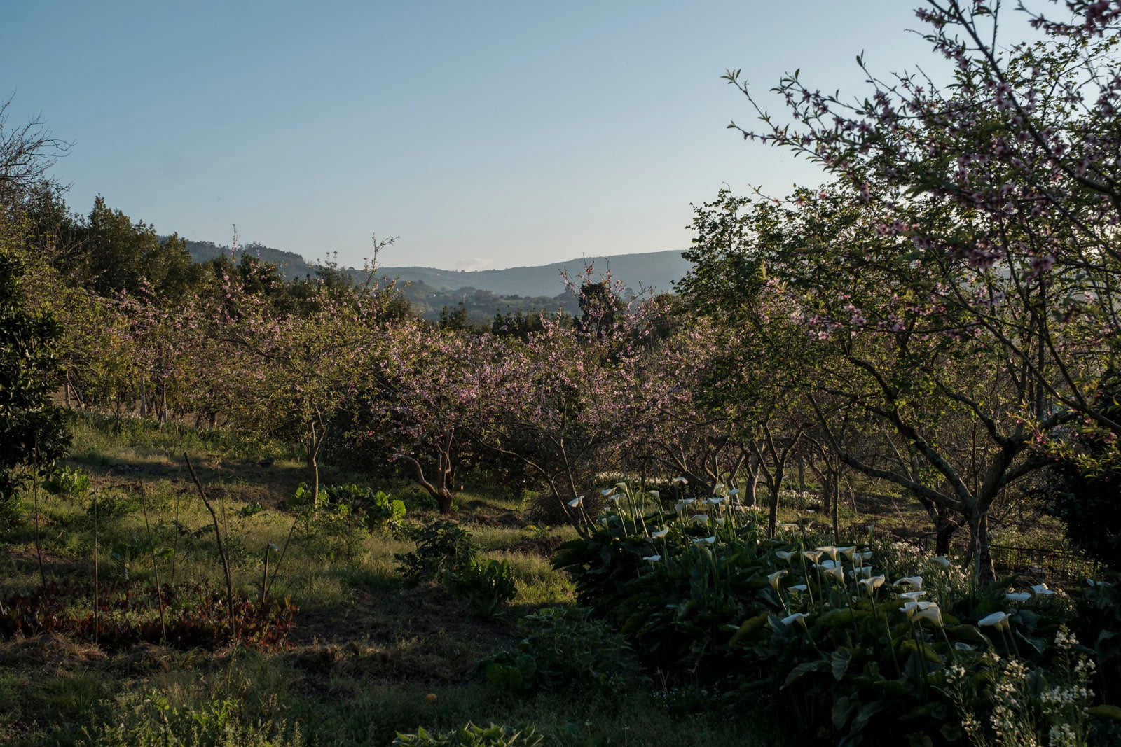 Te acercamos las imágenes de Asturias que este año apenas podemos disfrutar a causa de la terrible pandemia que azota nuestro país. 
