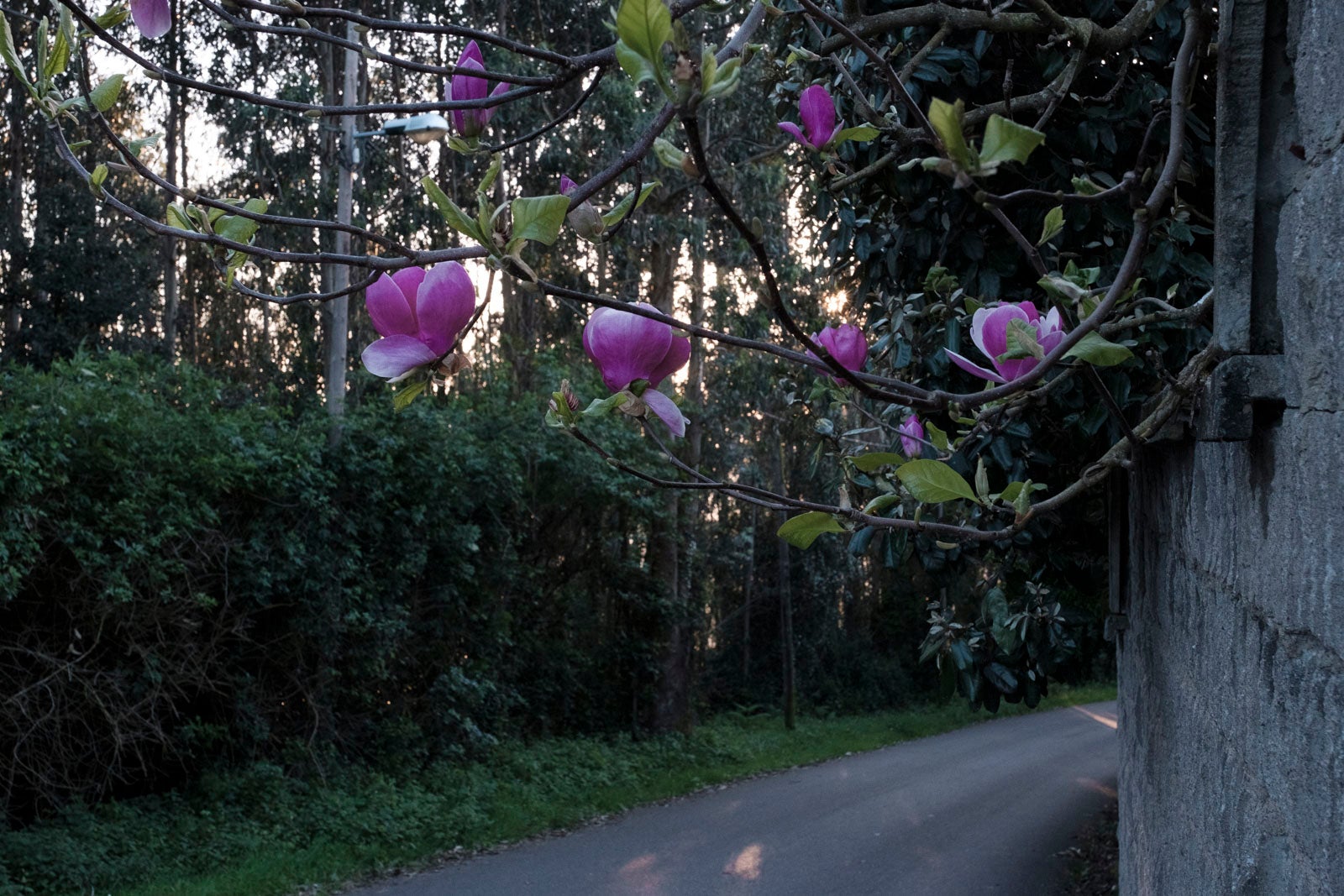 Te acercamos las imágenes de Asturias que este año apenas podemos disfrutar a causa de la terrible pandemia que azota nuestro país. 