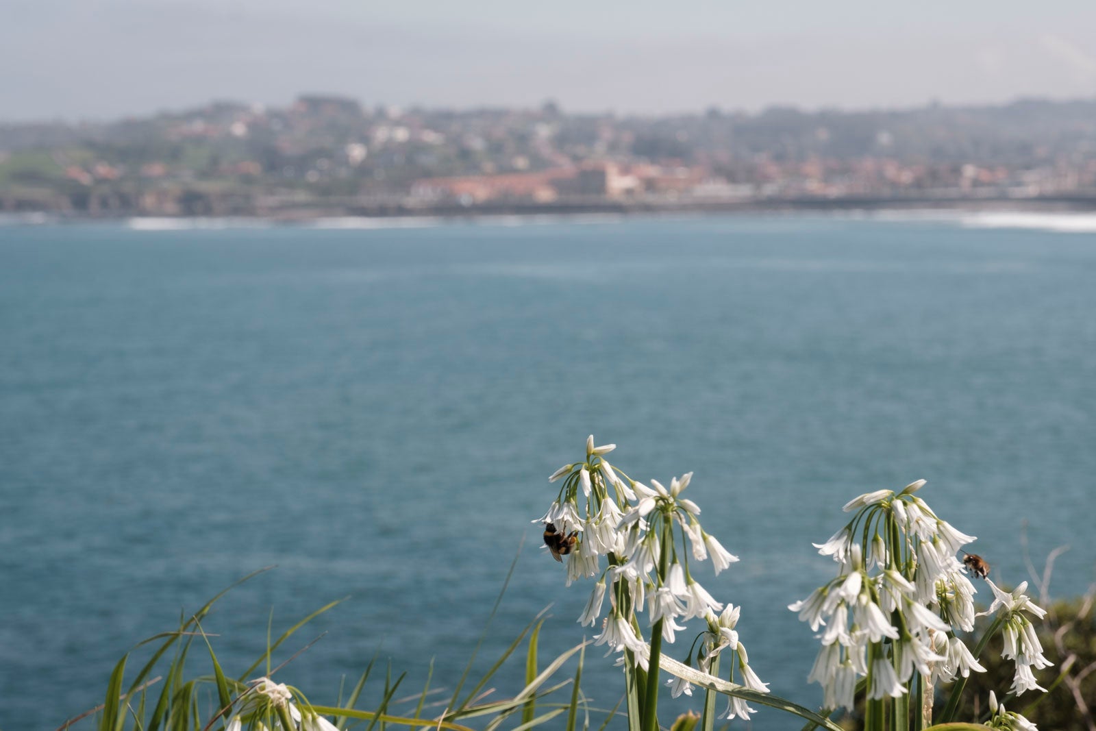 Te acercamos las imágenes de Asturias que este año apenas podemos disfrutar a causa de la terrible pandemia que azota nuestro país. 