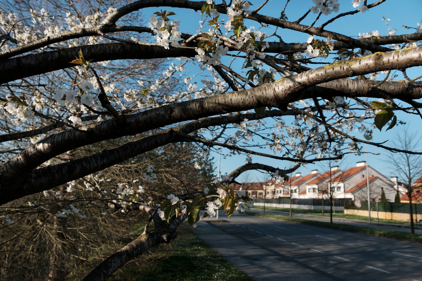 Te acercamos las imágenes de Asturias que este año apenas podemos disfrutar a causa de la terrible pandemia que azota nuestro país. 