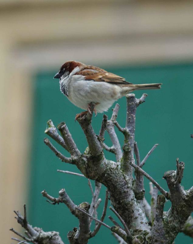 Te acercamos las imágenes de Asturias que este año apenas podemos disfrutar a causa de la terrible pandemia que azota nuestro país. 