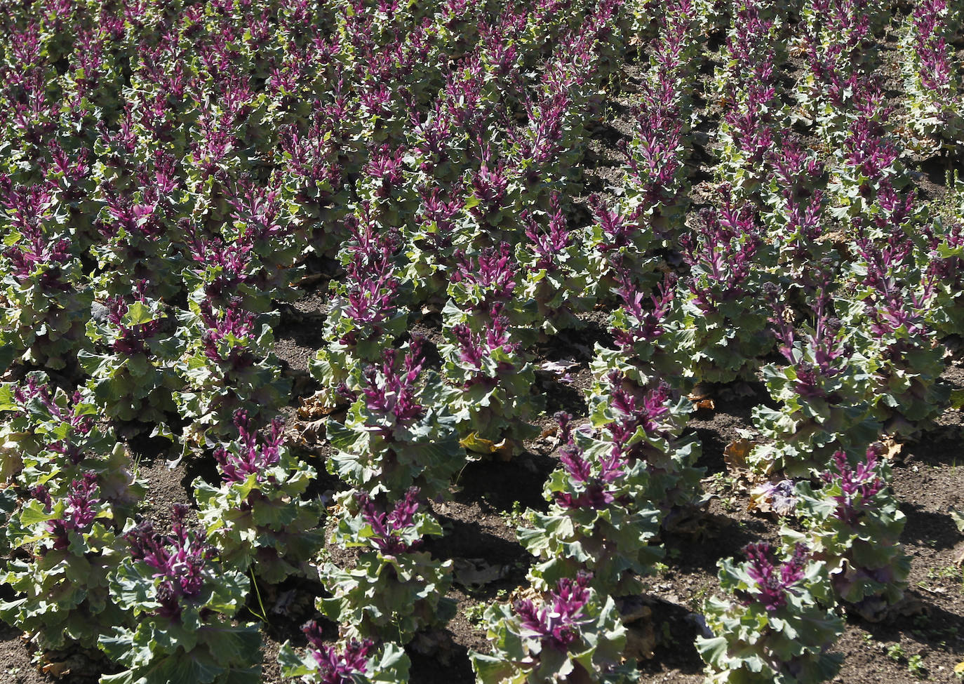 Te acercamos las imágenes de Asturias que este año apenas podemos disfrutar a causa de la terrible pandemia que azota nuestro país. 