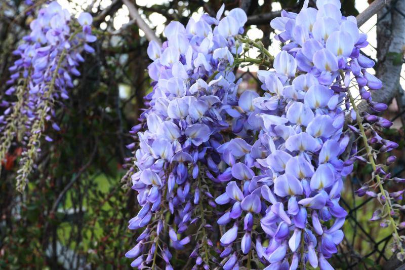 Te acercamos las imágenes de Asturias que este año apenas podemos disfrutar a causa de la terrible pandemia que azota nuestro país. 
