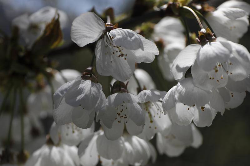 Te acercamos las imágenes de Asturias que este año apenas podemos disfrutar a causa de la terrible pandemia que azota nuestro país. 