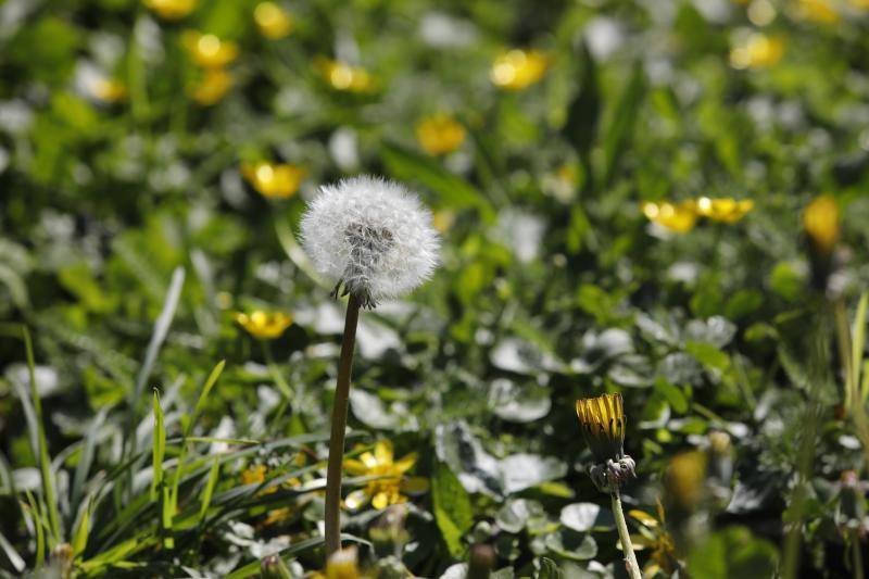 Te acercamos las imágenes de Asturias que este año apenas podemos disfrutar a causa de la terrible pandemia que azota nuestro país. 