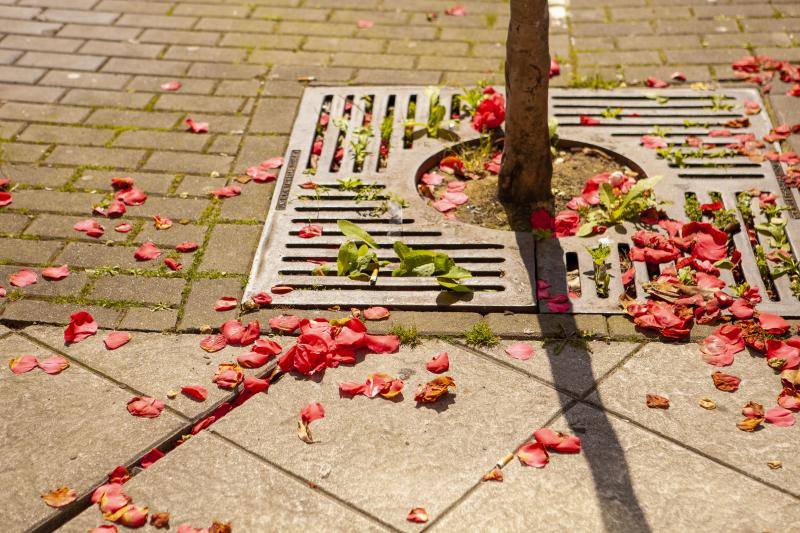 Te acercamos las imágenes de Asturias que este año apenas podemos disfrutar a causa de la terrible pandemia que azota nuestro país. 